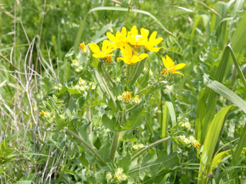 Engelmannia peristenia