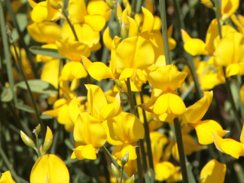 Cytisus scoparius