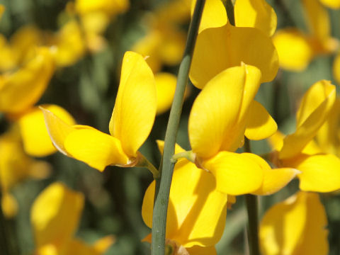 Cytisus scoparius