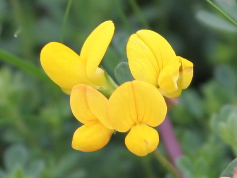 Cytisus scoparius