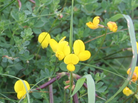 Cytisus scoparius