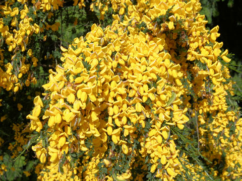 Cytisus scoparius