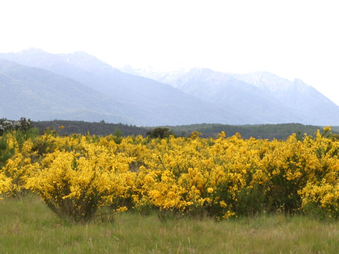 Cytisus scoparius