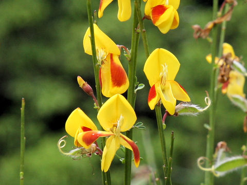 Cytisus scoparius cv. Andreanus