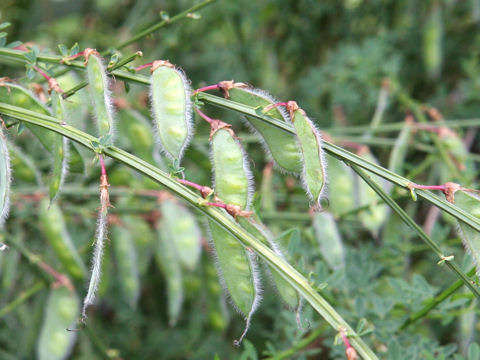 Cytisus scoparius cv. Andreanus