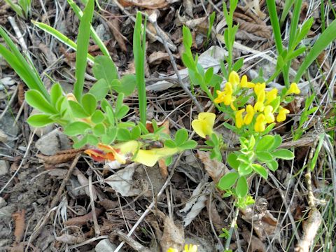 Cytisus scoparius