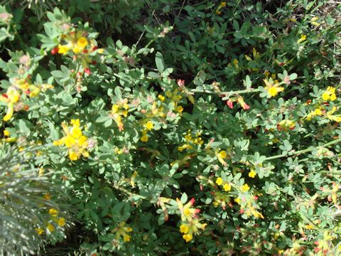 Cytisus scoparius