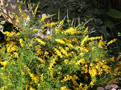 Cytisus scoparius