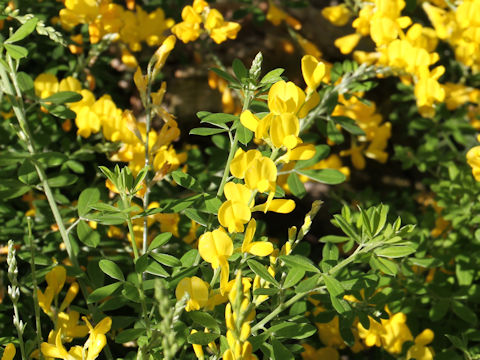 Cytisus scoparius