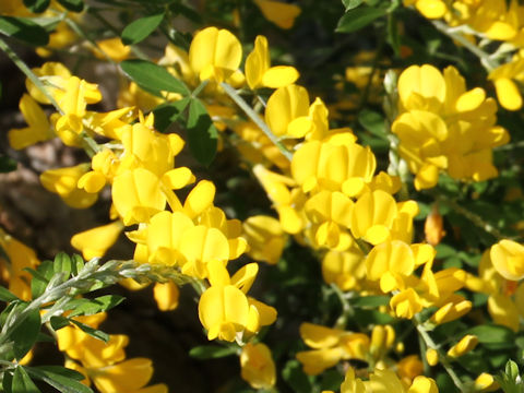 Cytisus scoparius