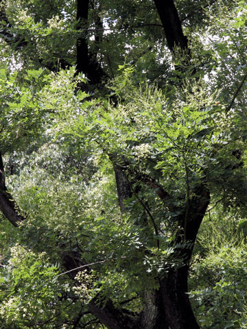 Sophora japonica