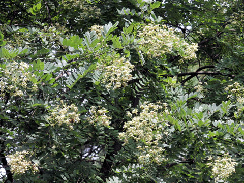 Sophora japonica