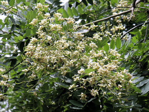 Sophora japonica