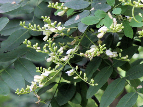 Sophora japonica