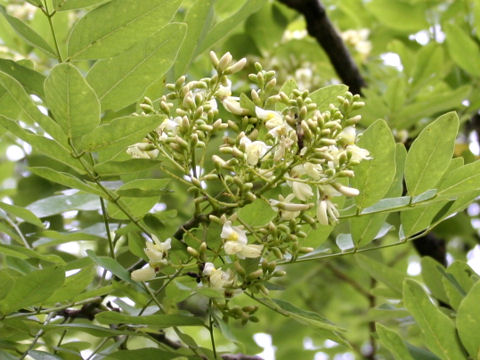 Sophora japonica