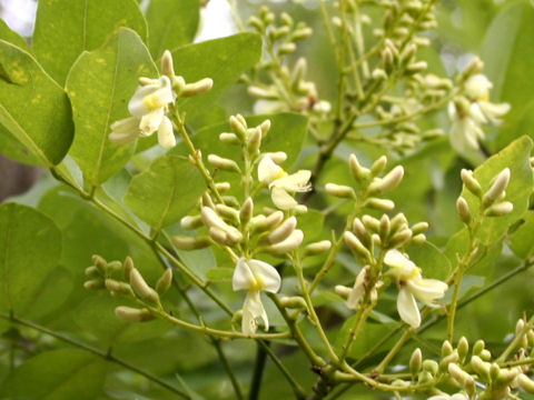 Sophora japonica