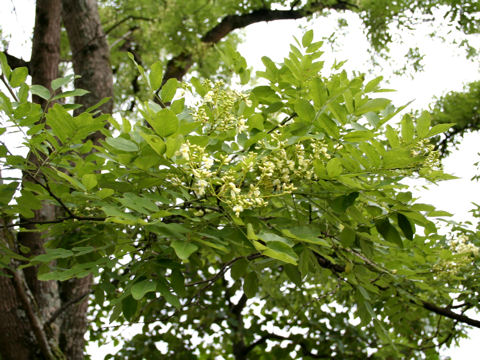 Sophora japonica