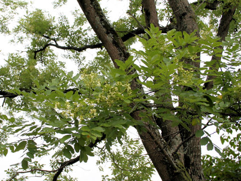 Sophora japonica