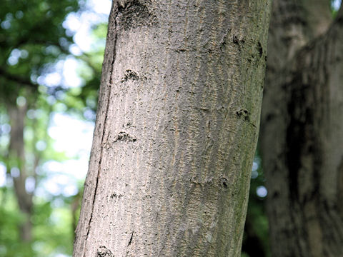 Acer mono var. marmoratum f. dissectum