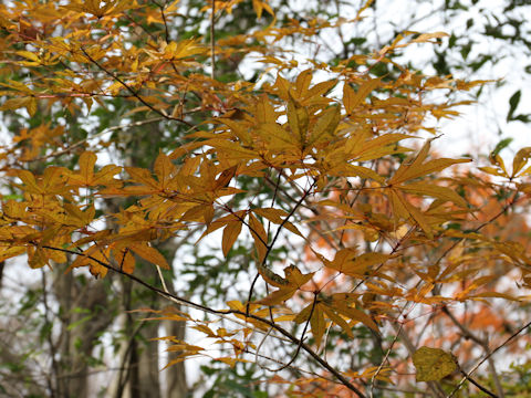 Acer mono var. marmoratum f. dissectum