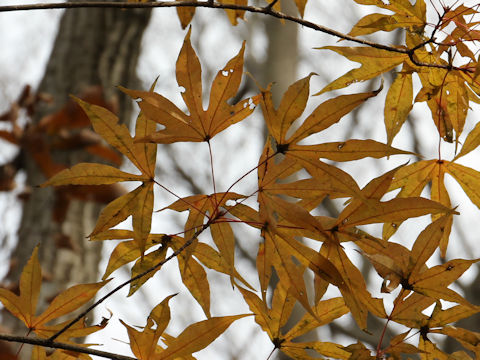 Acer mono var. marmoratum f. dissectum