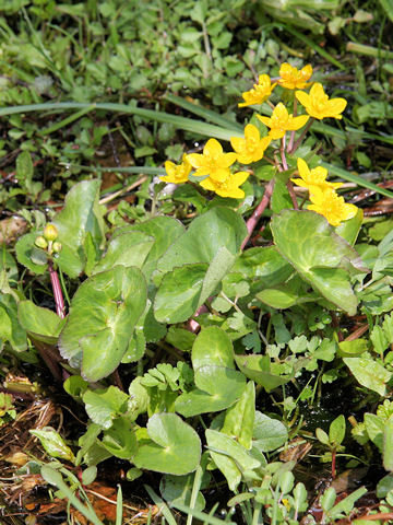 Caltha palustris var. enkoso