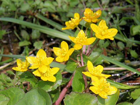 Caltha palustris var. enkoso