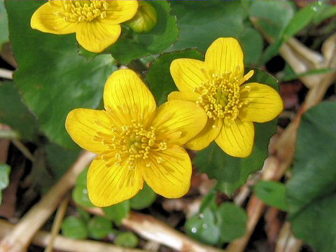 Caltha palustris var. enkoso