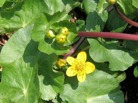 Caltha palustris var. enkoso