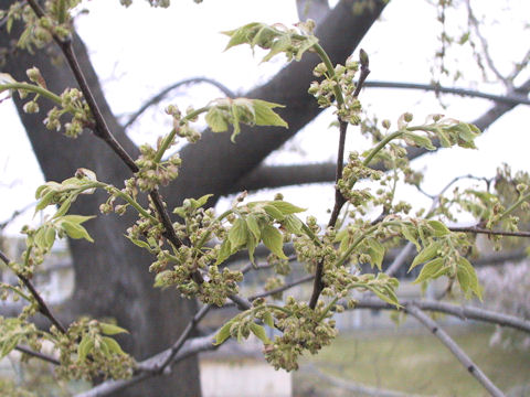 Celtis sinensis var. japonica