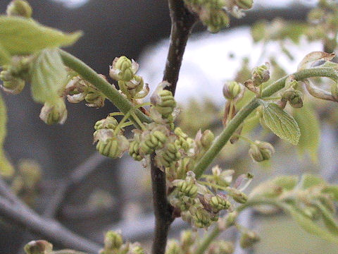 Celtis sinensis var. japonica