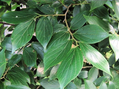 Celtis sinensis var. japonica