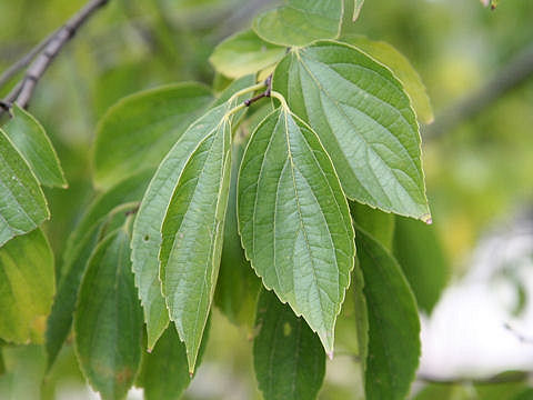 Celtis sinensis var. japonica