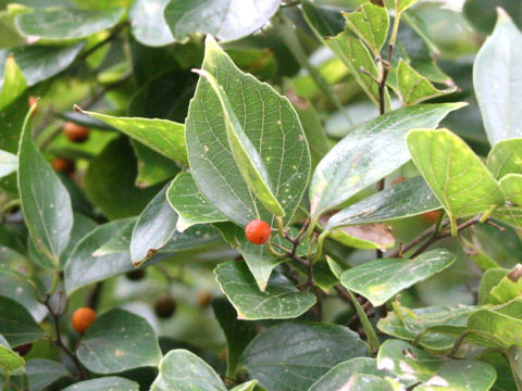 Celtis sinensis var. japonica