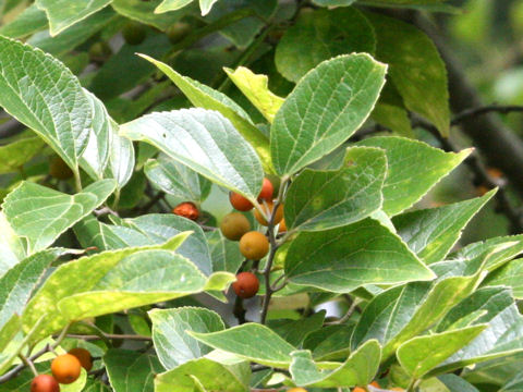 Celtis sinensis var. japonica