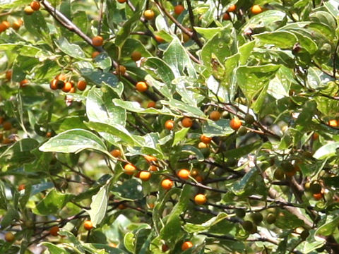 Celtis sinensis var. japonica