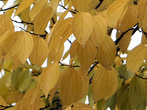 Celtis sinensis var. japonica