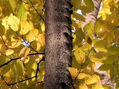 Celtis sinensis var. japonica