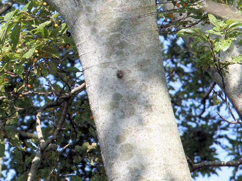 Celtis sinensis var. japonica