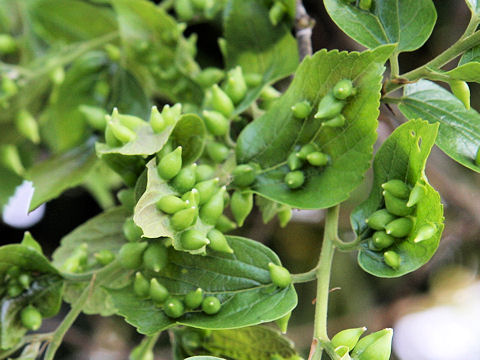 Celtis sinensis var. japonica