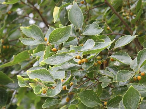 Celtis sinensis var. japonica