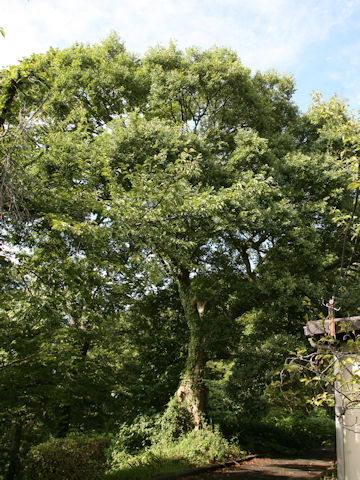 Celtis sinensis var. japonica