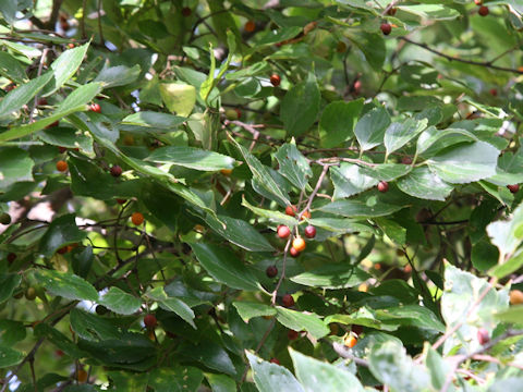 Celtis sinensis var. japonica