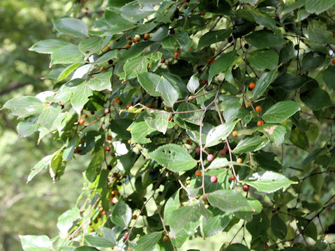 Celtis sinensis var. japonica