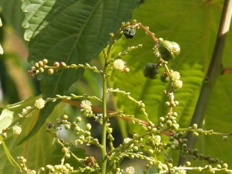 Discocleidion ulmifolium