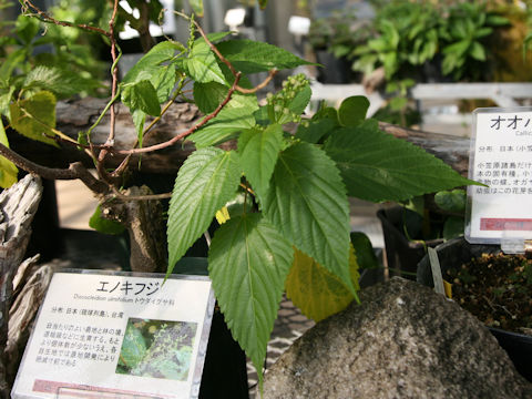 Discocleidion ulmifolium