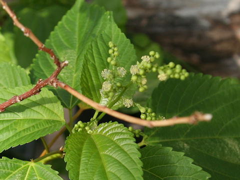 Discocleidion ulmifolium