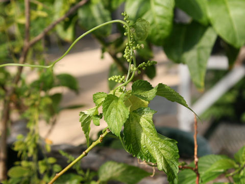 Discocleidion ulmifolium