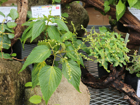 Discocleidion ulmifolium