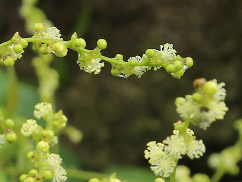 Discocleidion ulmifolium